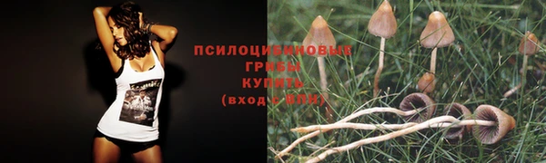 PSILOCYBIN Навашино