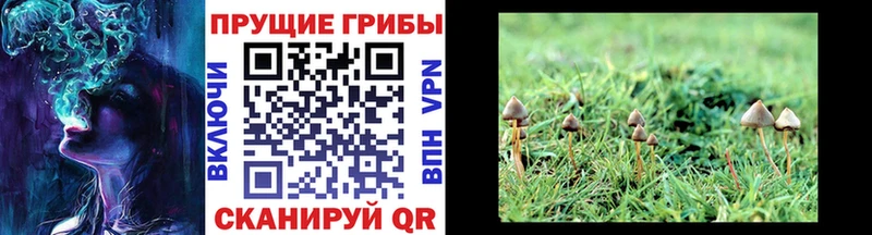Галлюциногенные грибы мицелий  магазин продажи наркотиков  Александровск 